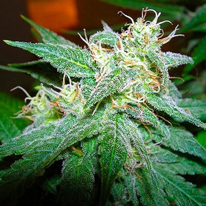 Nirvana Seeds - Aurora Indica