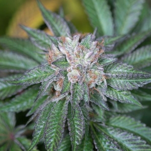 Nirvana Seeds - Master Kush