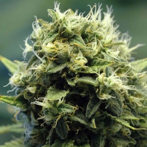 Nirvana Seeds - New York Power Diesel