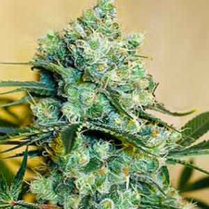 Nirvana Seeds - Medusa