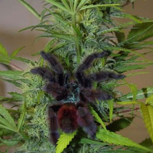 Nirvana Seeds - Full Moon