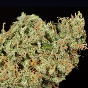 Nirvana Seeds - Urban Poison