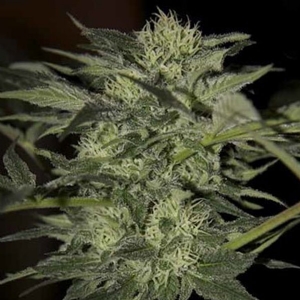 Nirvana Seeds - Blue Mystic Auto