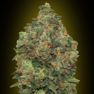 Advanced Seeds - Critical Soma Auto