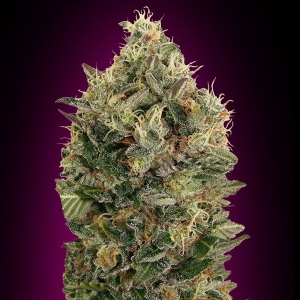 Advanced Seeds - Black Diesel Auto