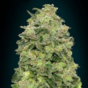 Advanced Seeds - Afghan Skunk Auto