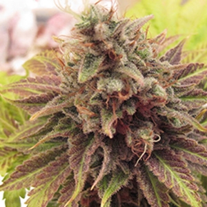 The Cali Connection - Chem Valley Kush