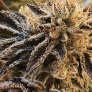 The Cali Connection - Corleone Kush