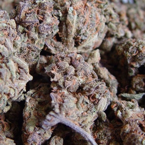 Soma Seeds - Amnesia Haze