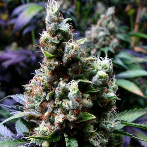 Soma Seeds - New York City Diesel