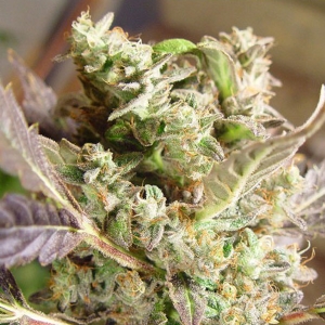 Soma Seeds - Somango Regolare