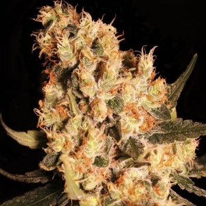 Eva Seeds - Jamaican Dream