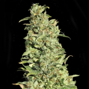 Eva Seeds - High Level