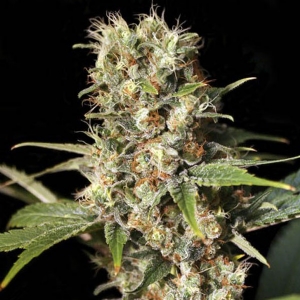 Eva Seeds - Missing in Barcelona