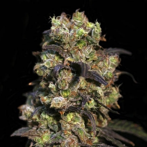 Eva Seeds - Pink Plant