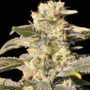 Eva Seeds - TNT Kush