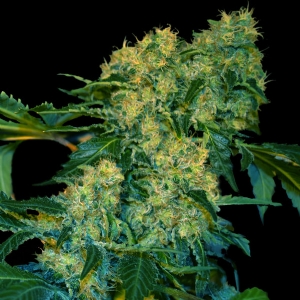 VIP Seeds - Chingis Khan