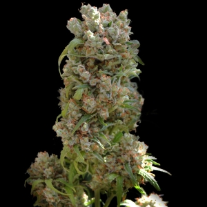 VIP Seeds - White Spanish
