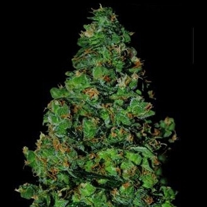 VIP Seeds - Membrana Hiper Auto