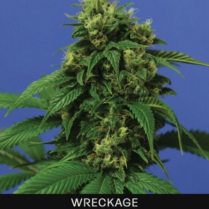 TH Seeds - Wreckage