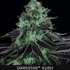 TH Seeds - Darkstar