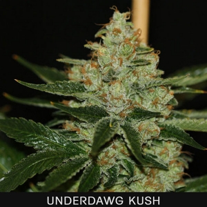 TH Seeds - Underdawg OG