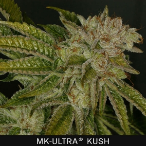 TH Seeds - MK Ultra Regolare