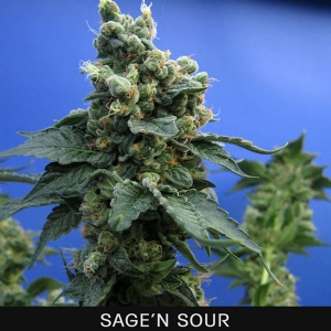 TH Seeds - Sage  n Sour Regolare