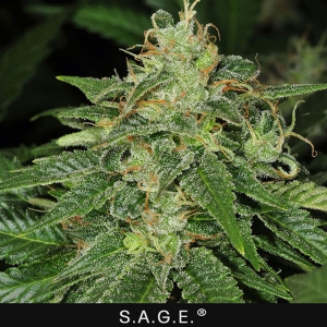 TH Seeds - Sage Regolare