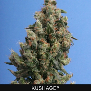 TH Seeds - Kushage Regolare