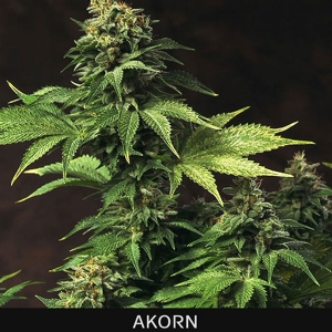 TH Seeds - Akorn