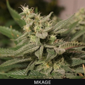 TH Seeds - M-Kage