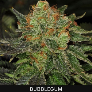 TH Seeds - Bubblegum
