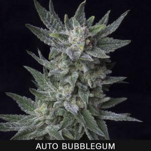 TH Seeds - Bubblegum Auto