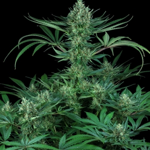 TH Seeds - Cold Creek Kush Regolare
