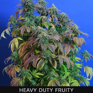 TH Seeds - Heavy Duty Fruity Regolare