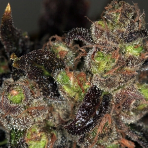 TH Seeds - Da Purps Regolare