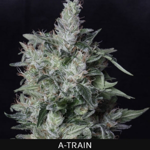 TH Seeds - A-Train Regolare