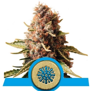 Royal Queen Seeds - Euphoria