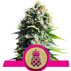 Royal Queen Seeds - Pineapple Kush