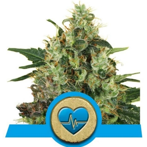 Royal Queen Seeds - Medical Mass