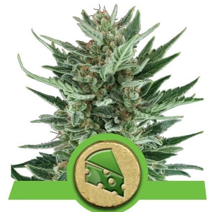 Royal Queen Seeds - Royal Cheese Auto