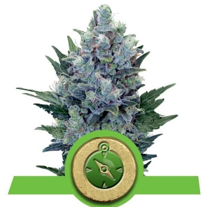 Royal Queen Seeds - Northern Lights Auto
