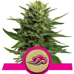 Royal Queen Seeds - Blue Mystic