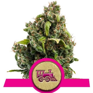Royal Queen Seeds - Candy Kush Express Fast Version