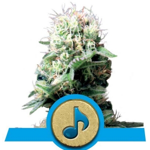 Royal Queen Seeds - Dance World