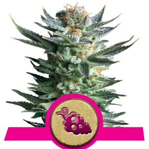 Royal Queen Seeds - Fruit Spirit