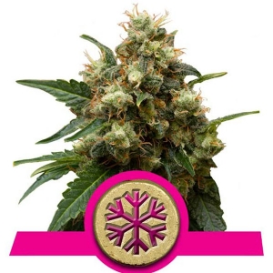 Royal Queen Seeds - Ice