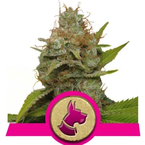 Royal Queen Seeds - Kali Dog