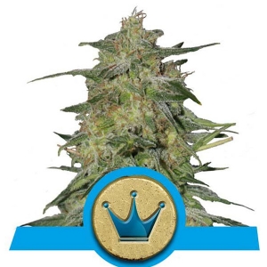 Royal Queen Seeds - Royal Highness